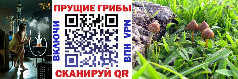 цена   Каспийск  Псилоцибиновые грибы мицелий 